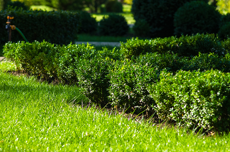 Trimming Pruning