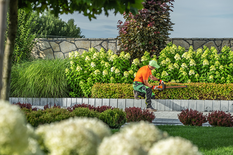 Landscape Design