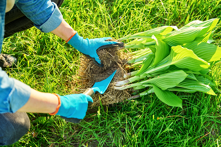 Lawn Care Maintenance