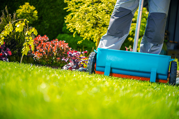 Lawn Care Maintenance
