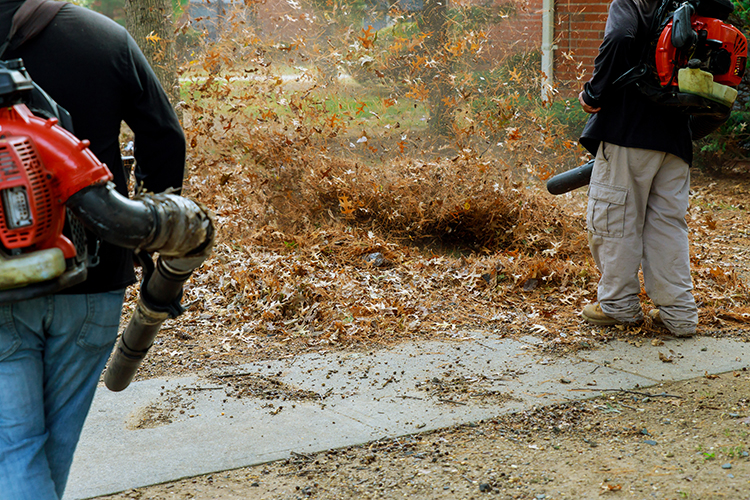 Spring Fall Cleanups