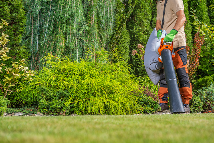 Spring Fall Cleanups