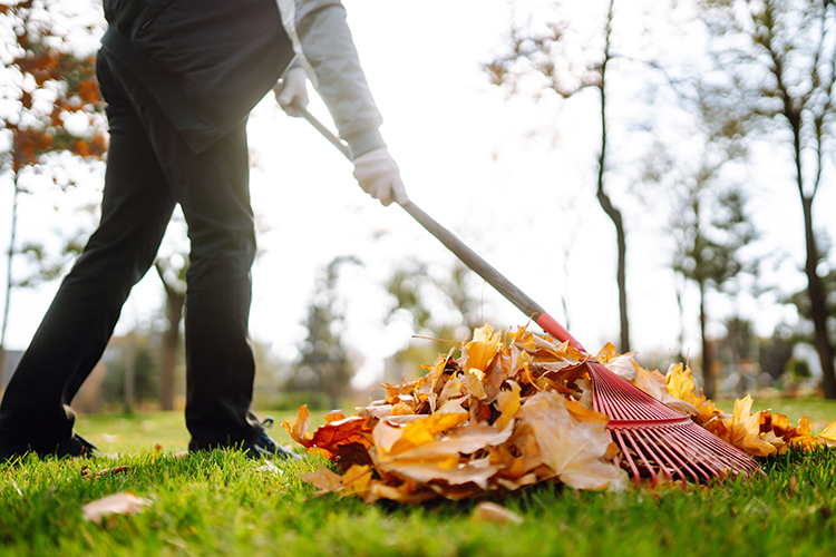 Spring Fall Cleanups