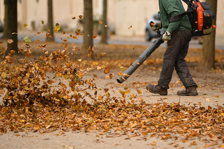 Spring Fall Cleanups