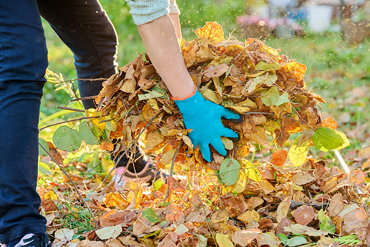 Spring Fall Cleanups