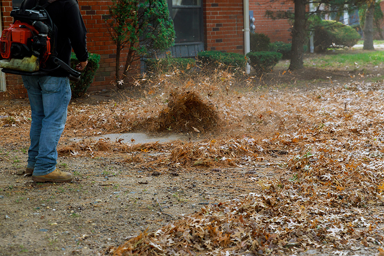 Spring Fall Cleanups