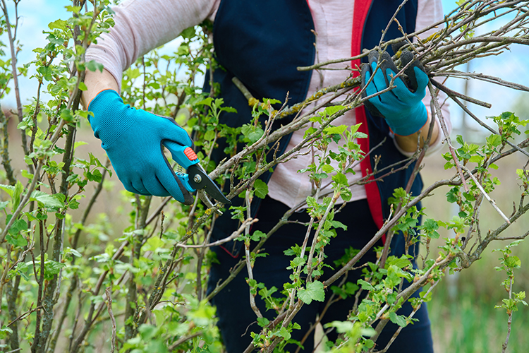 Trimming Pruning