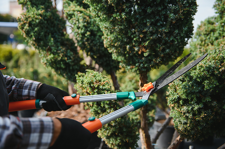Trimming Pruning