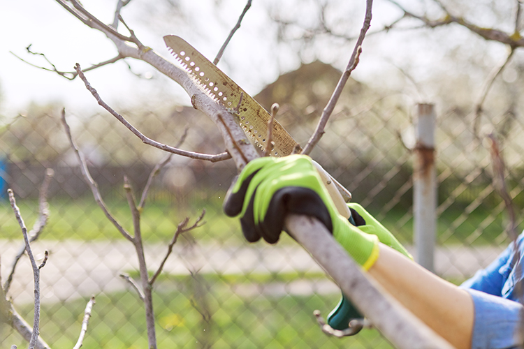 Trimming Pruning